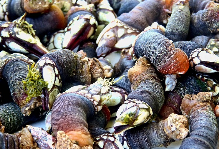 percebes-pouce-pieds-que-sont-ces-crustac-s-espagnols